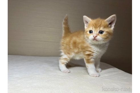 成約済の茨城県のスコティッシュフォールド-110539の5枚目